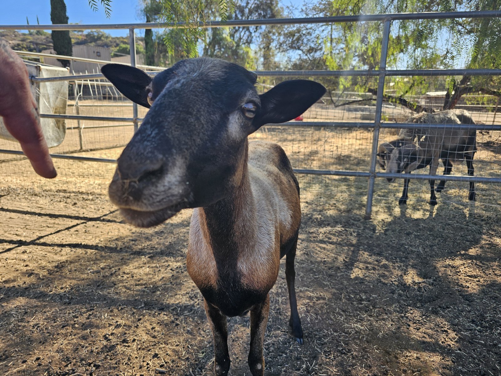 Barbados Blackbelly sheep in a San Diego yard (close-up)