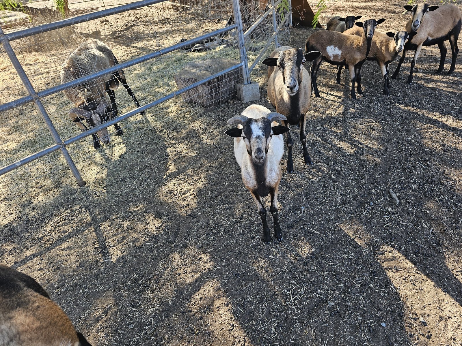 Barbados Blackbelly sheep in a San Diego yard (flock)