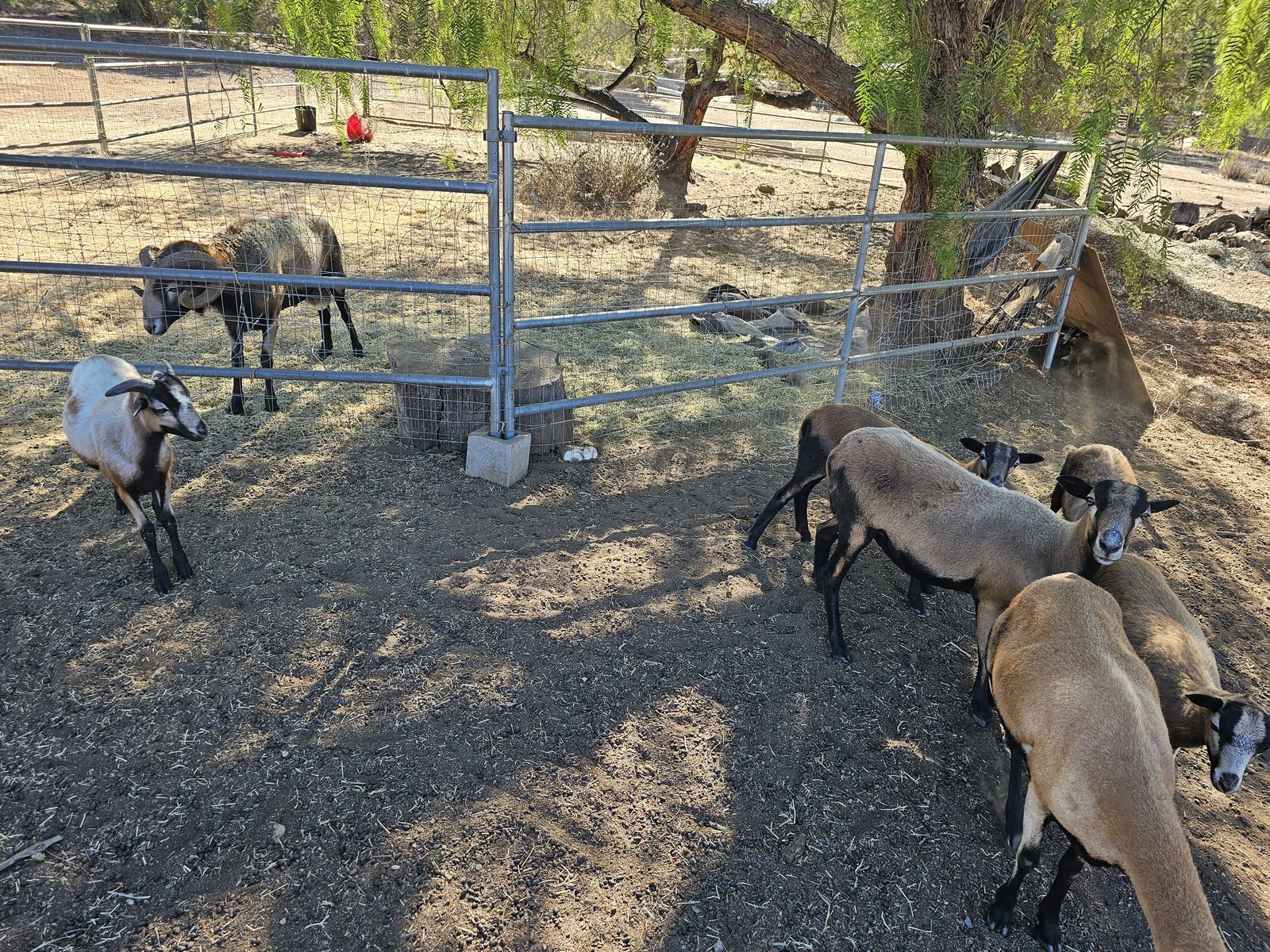 Barbados Blackbelly sheep in a San Diego yard (under the tree)